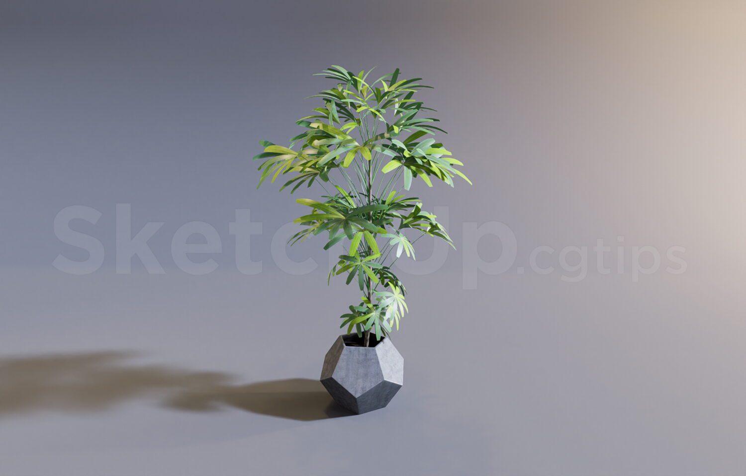 Plant