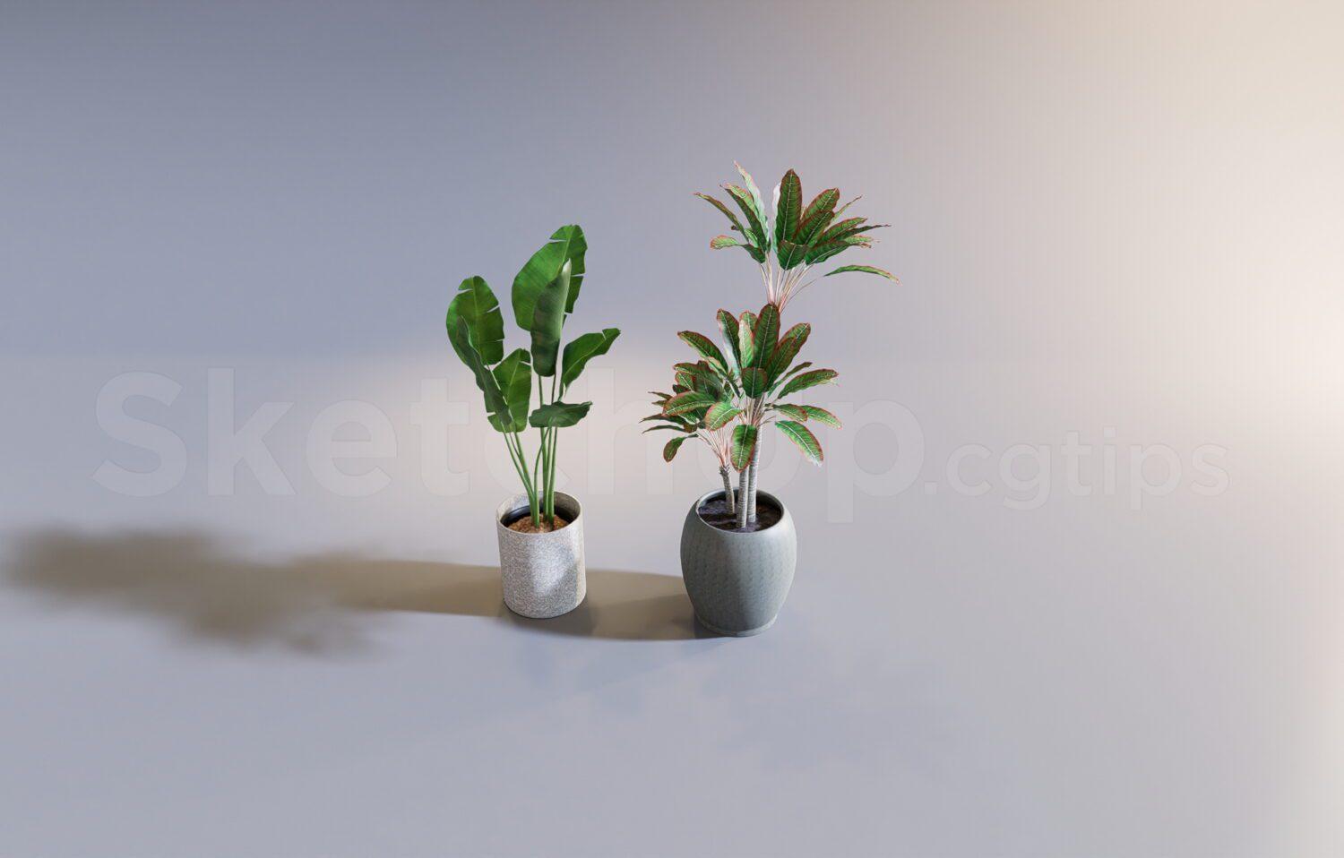 Plant