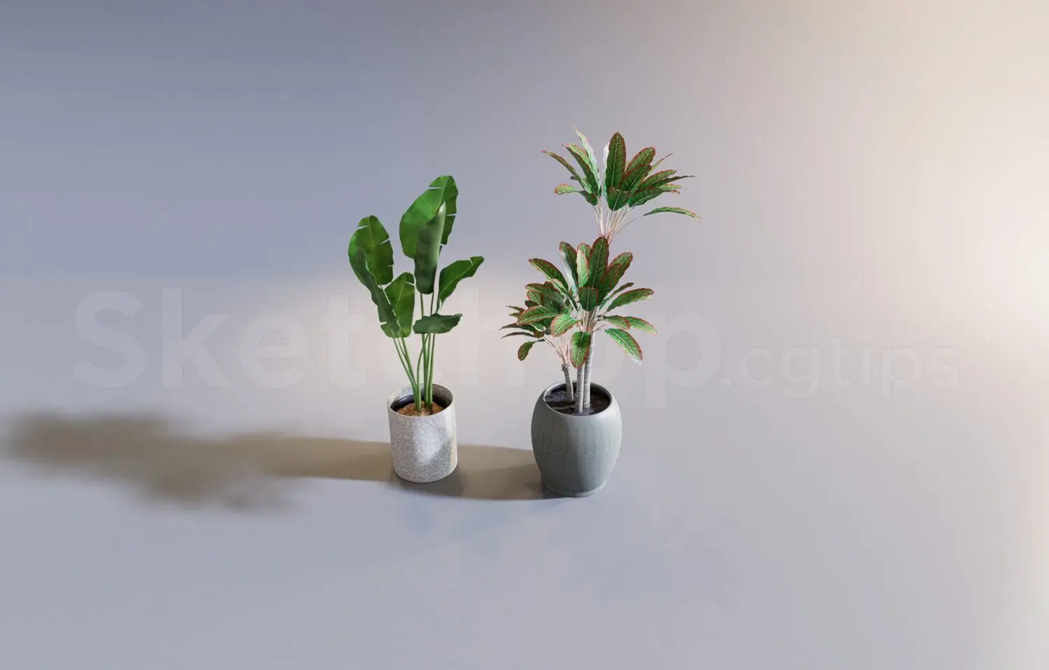 Plant
