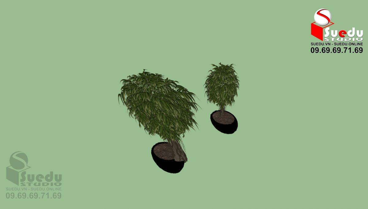 BonSai Tree