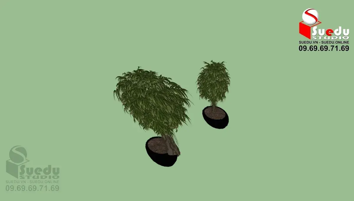 BonSai Tree