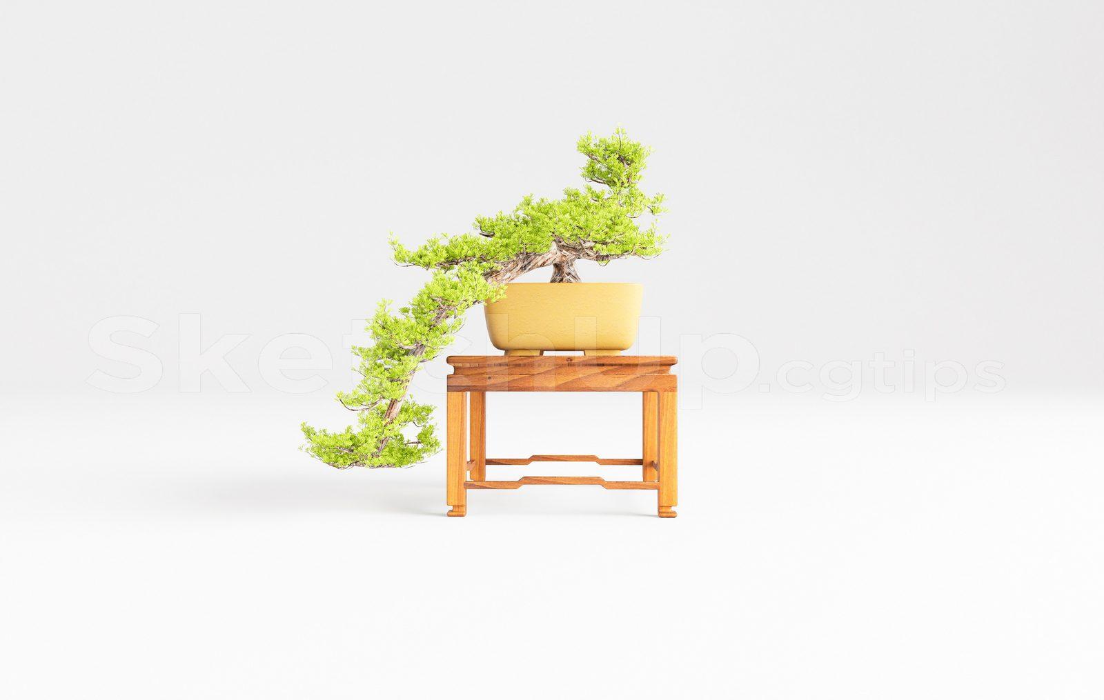 BonSai Tree