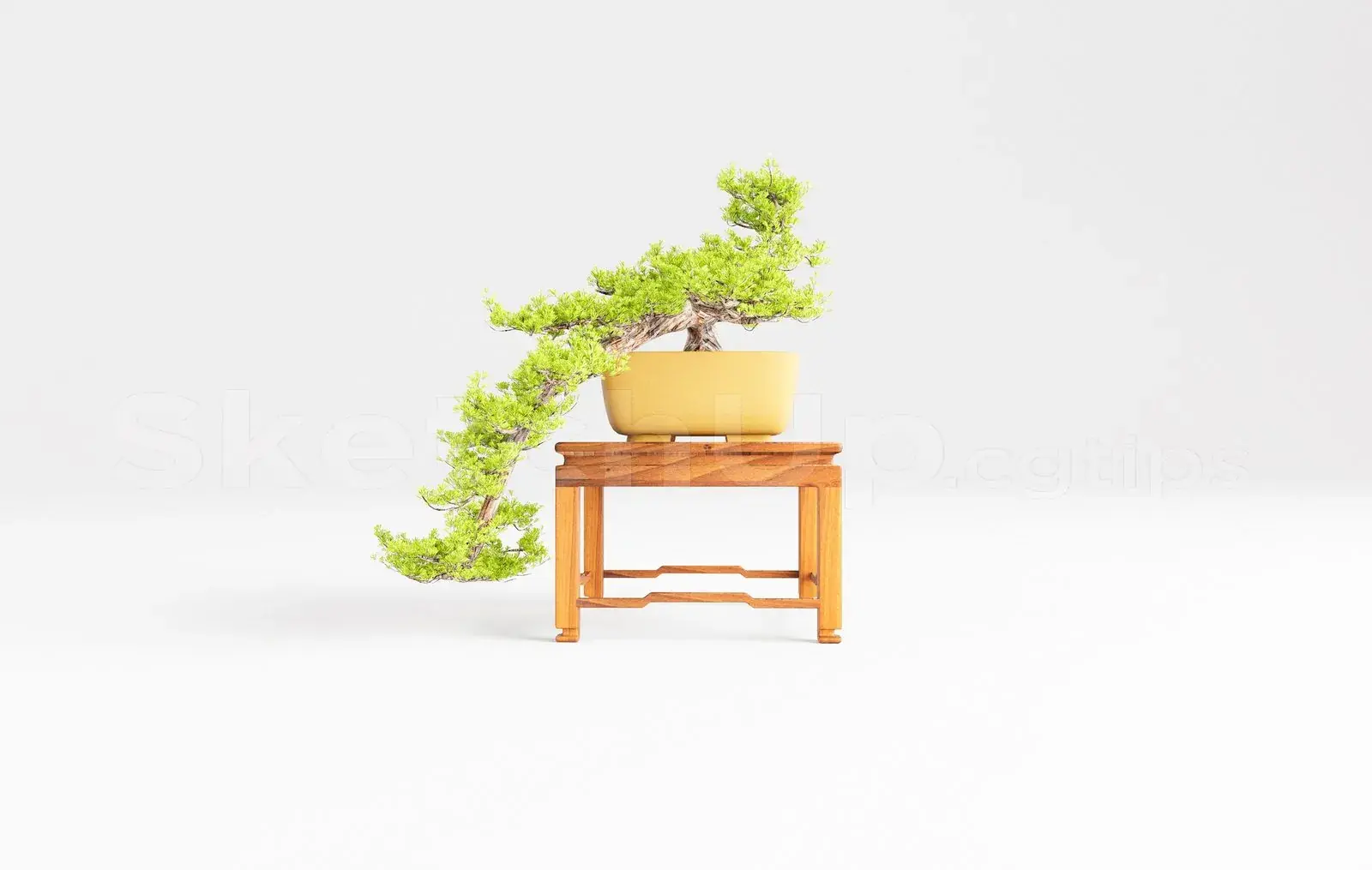 BonSai Tree
