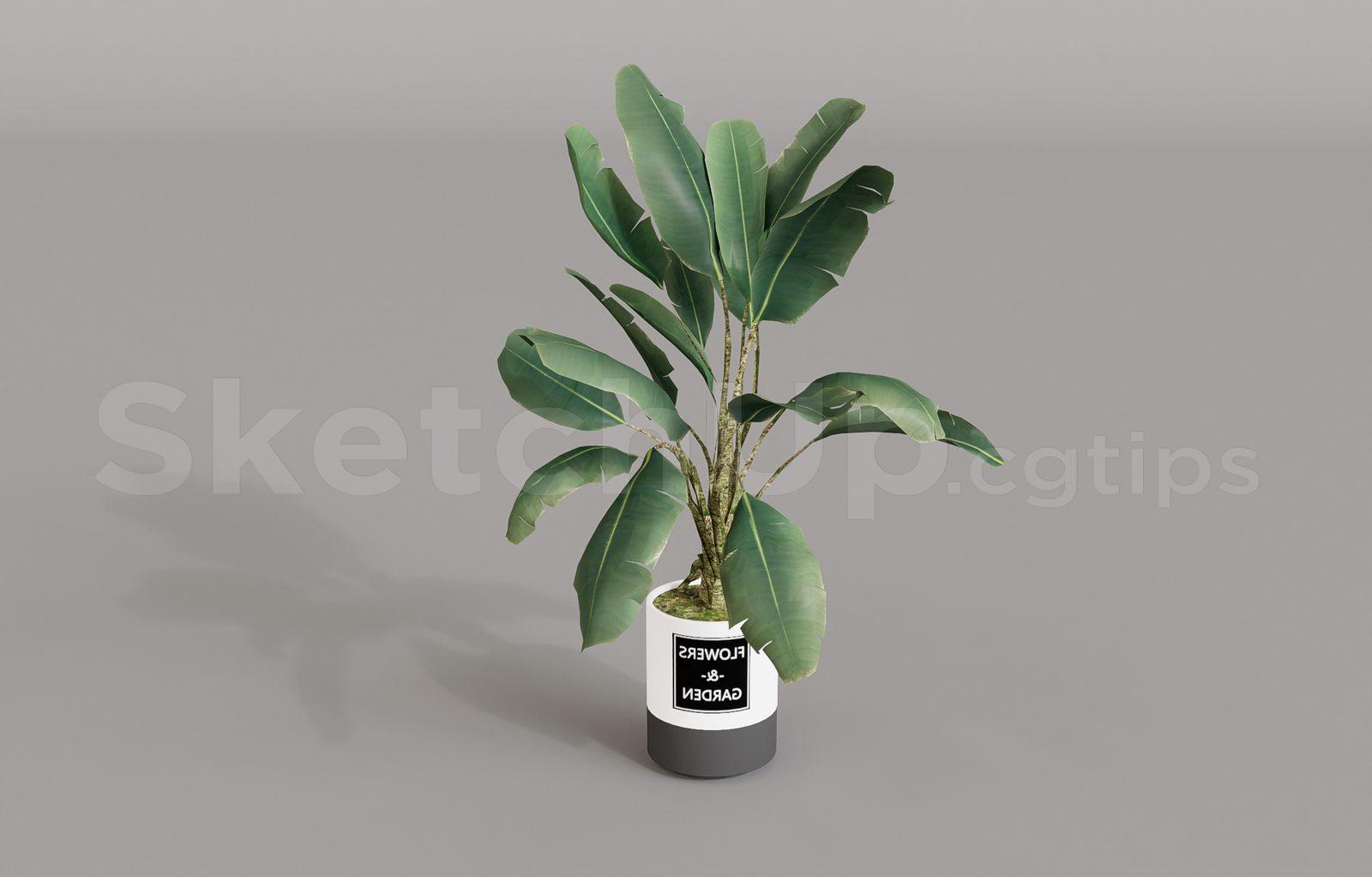 Plant
