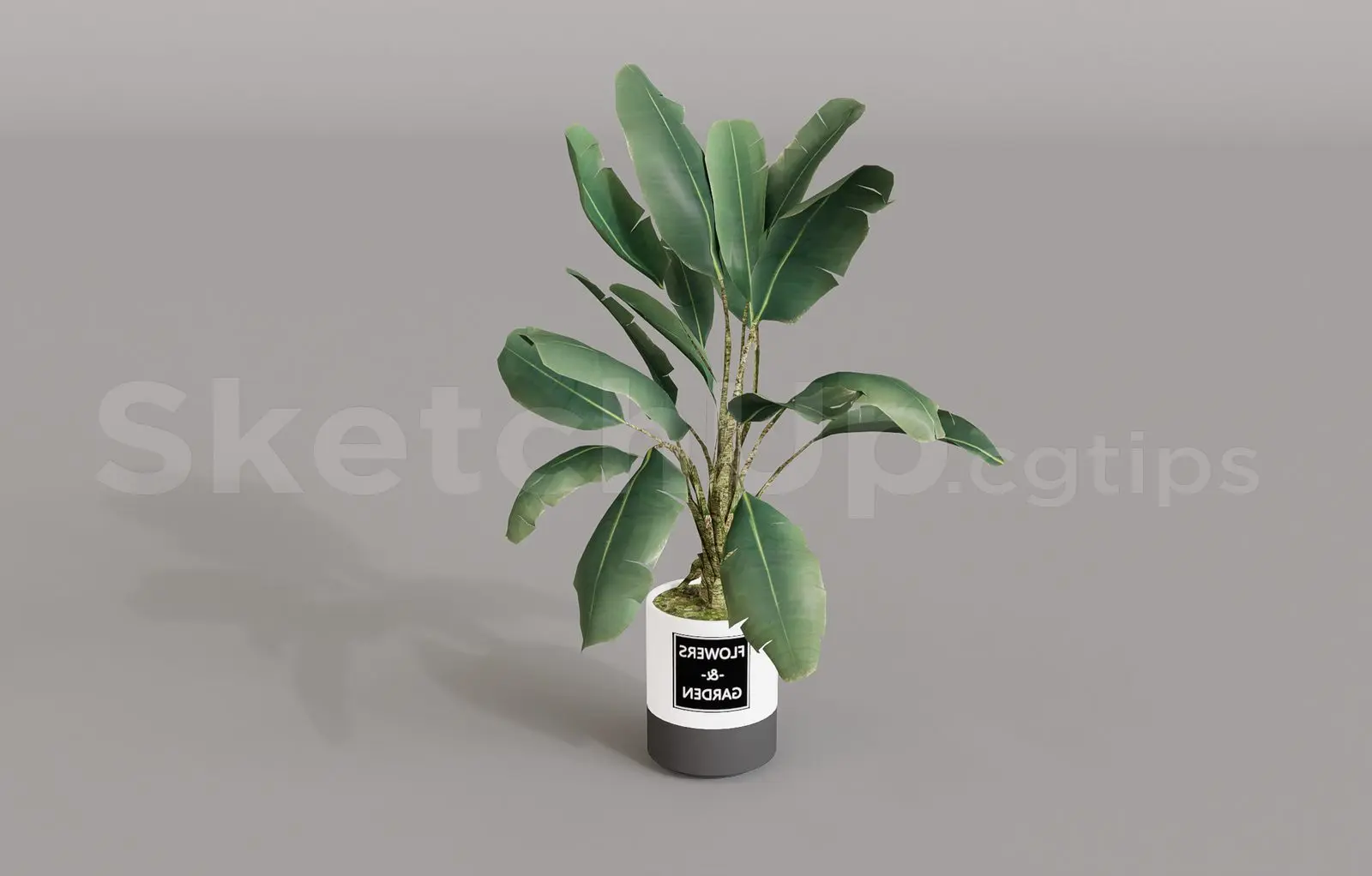 Plant