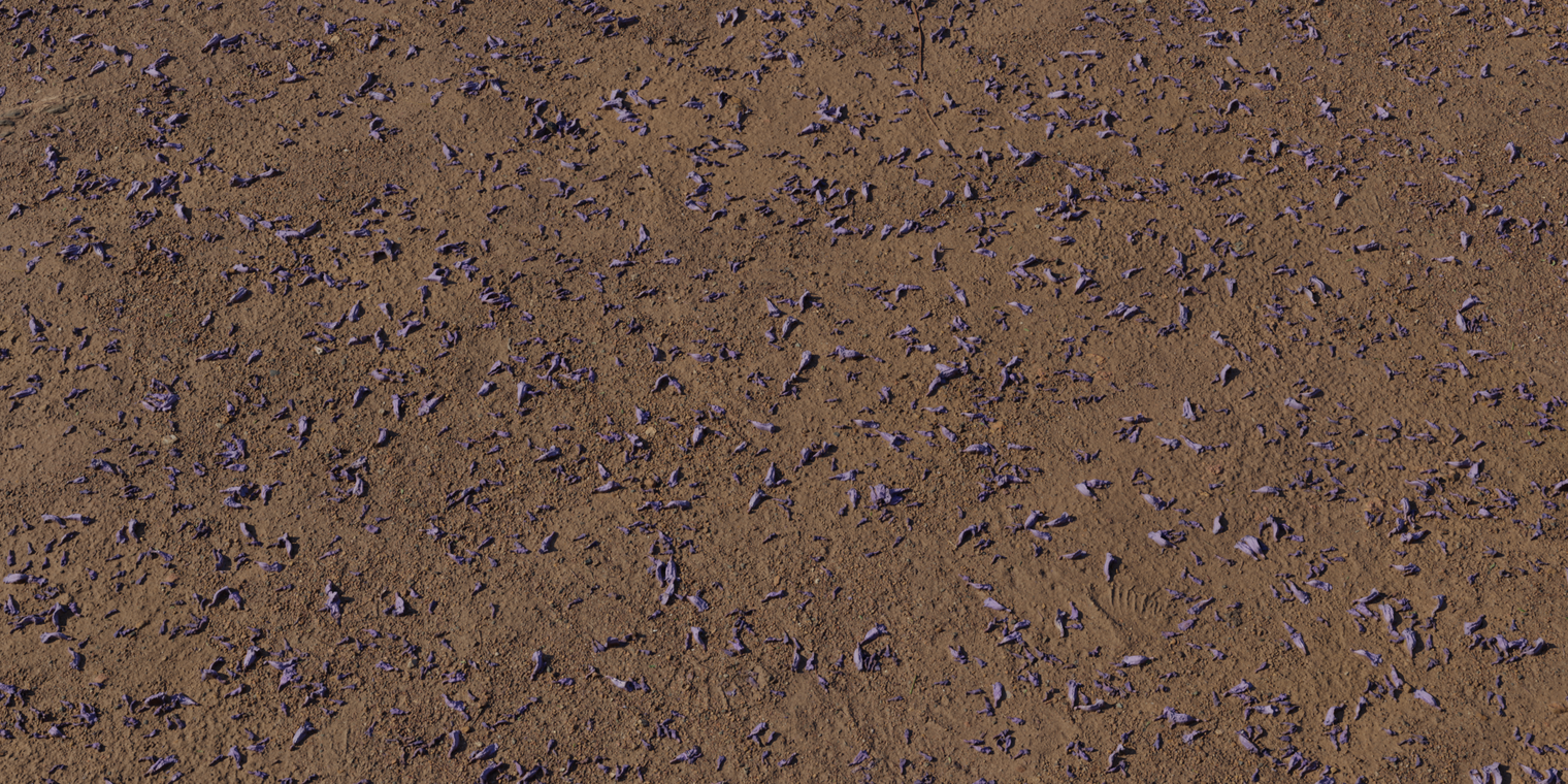 Flower Scattered Dirt