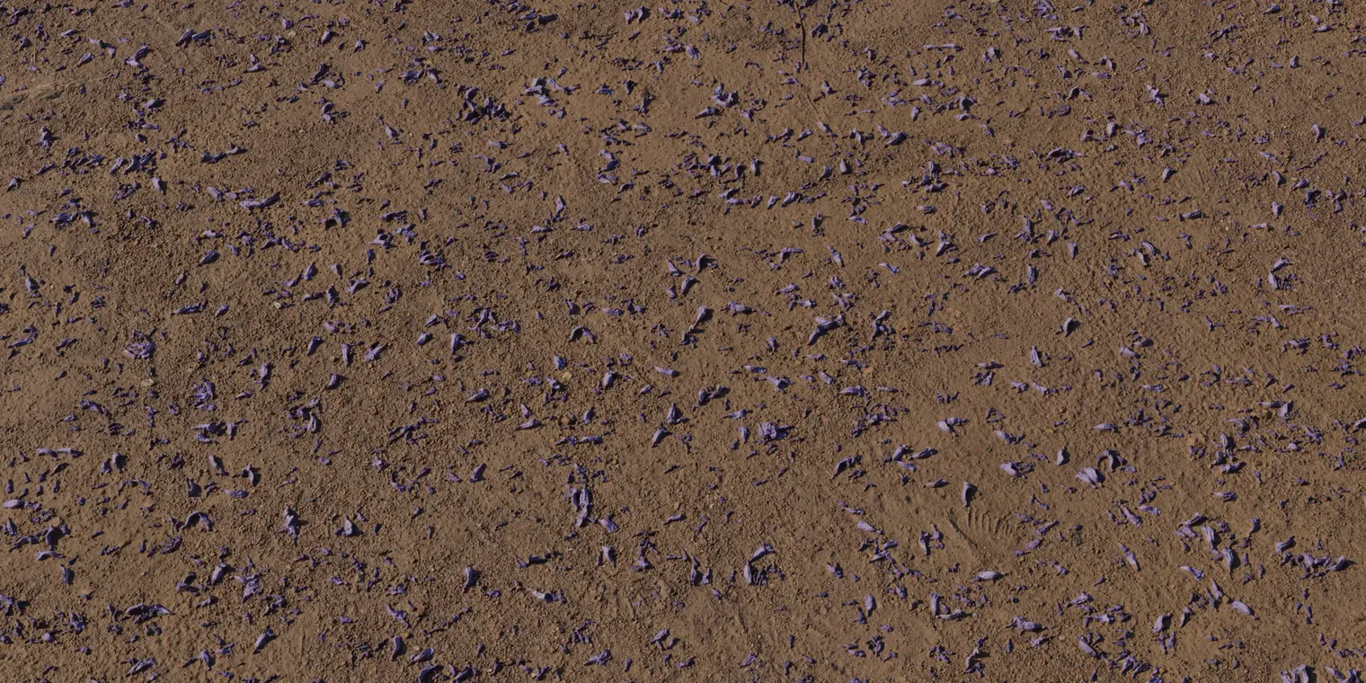 Flower Scattered Dirt