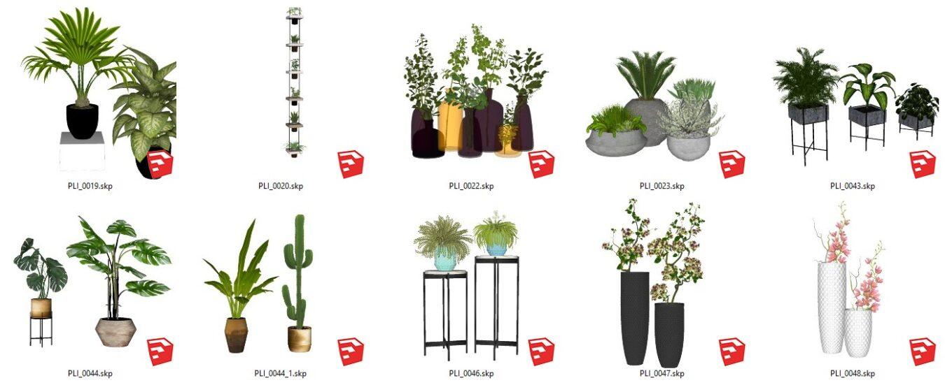 Plant
