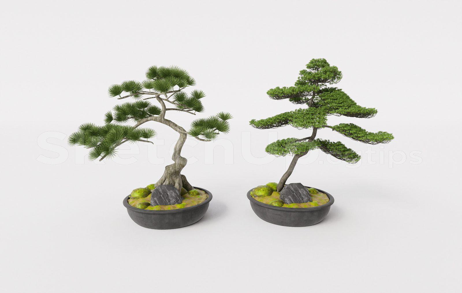 BonSai Tree