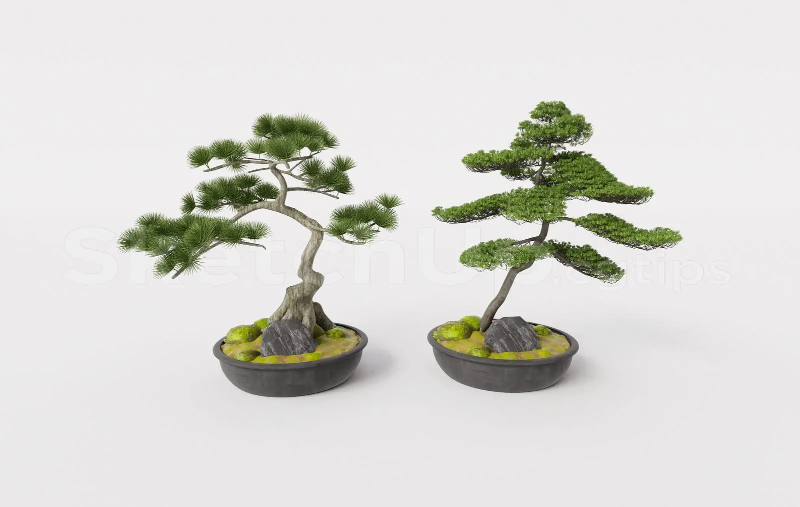 BonSai Tree