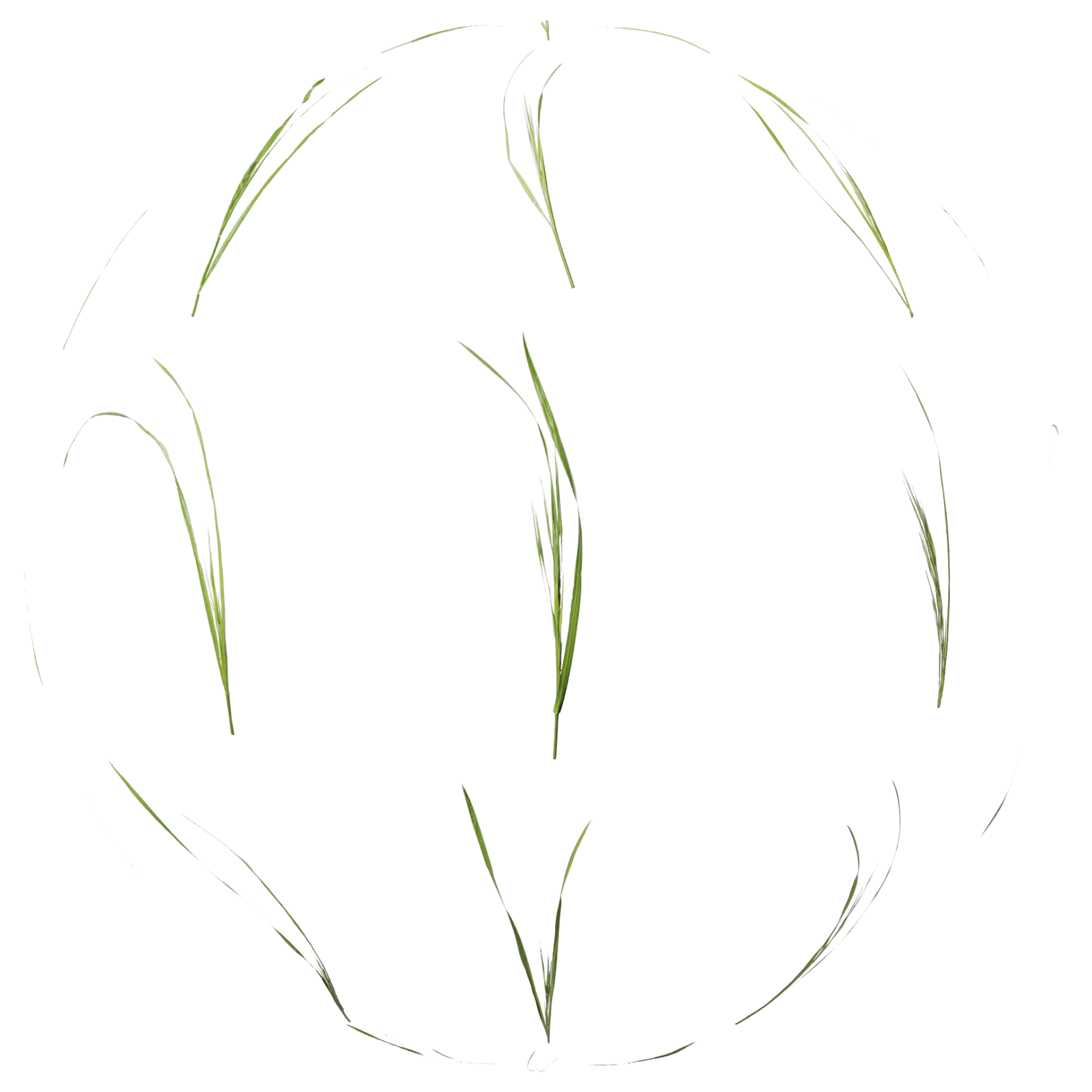 Foliage 007