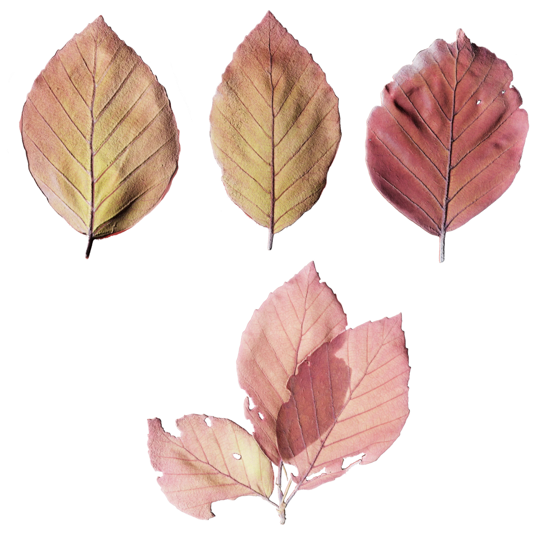 Leaf Set 015