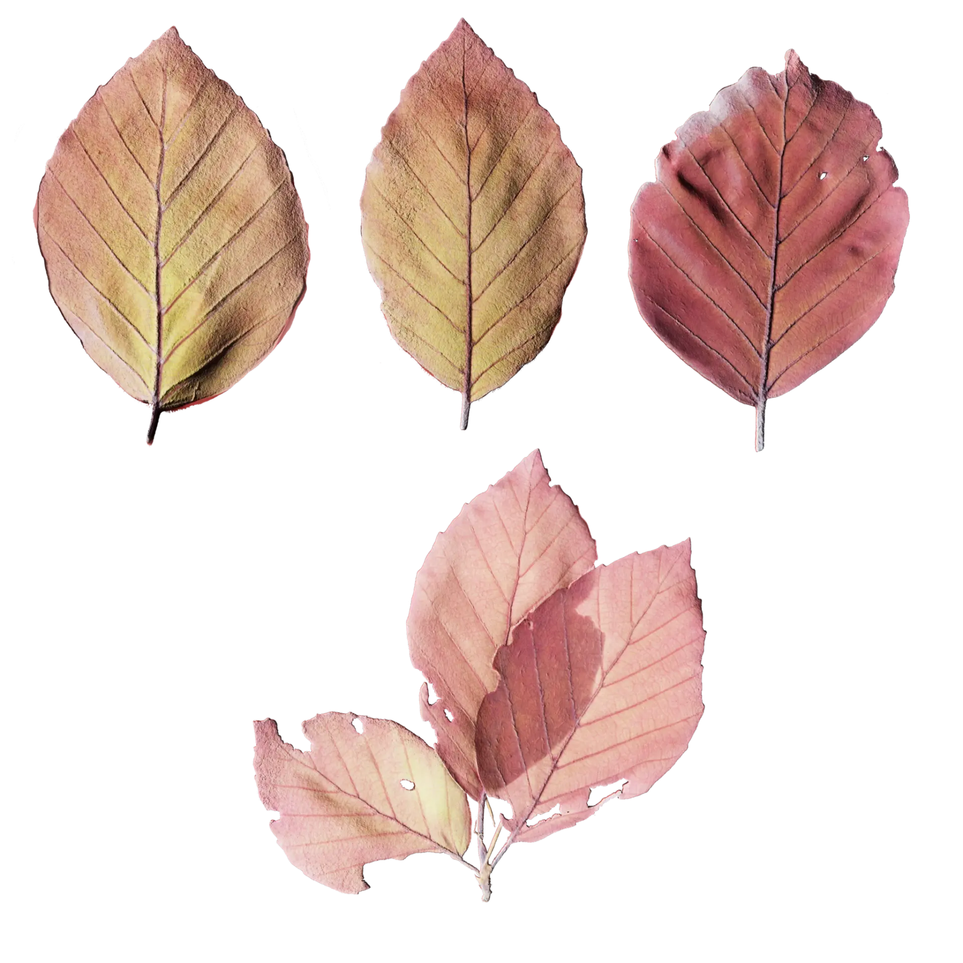 Leaf Set 015