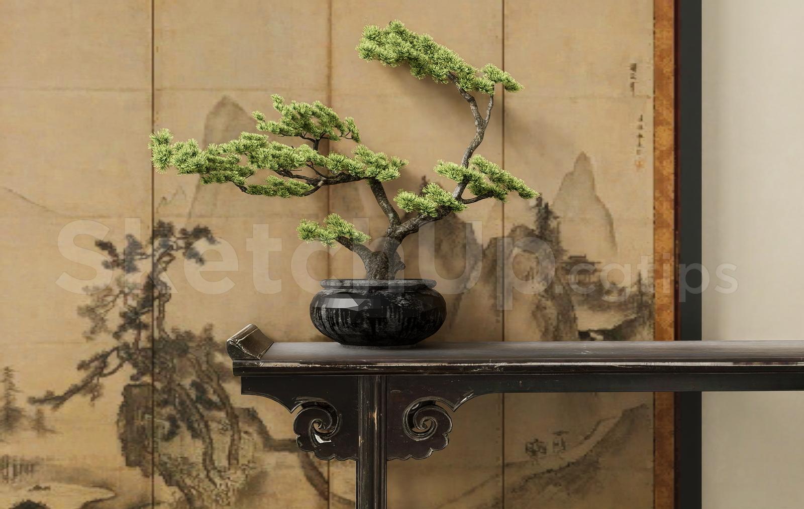 Luxury Japanese Bonsai Plant