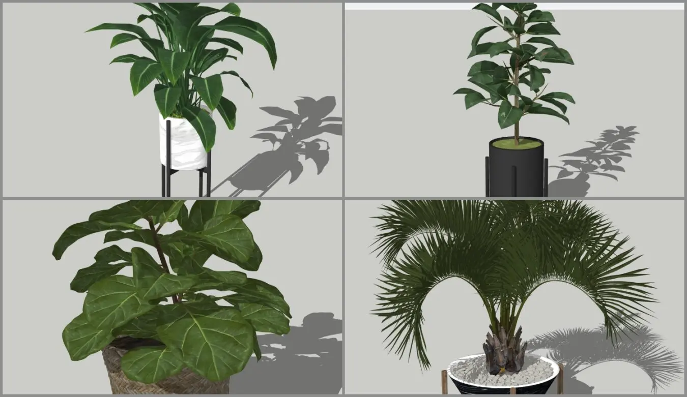 Plant