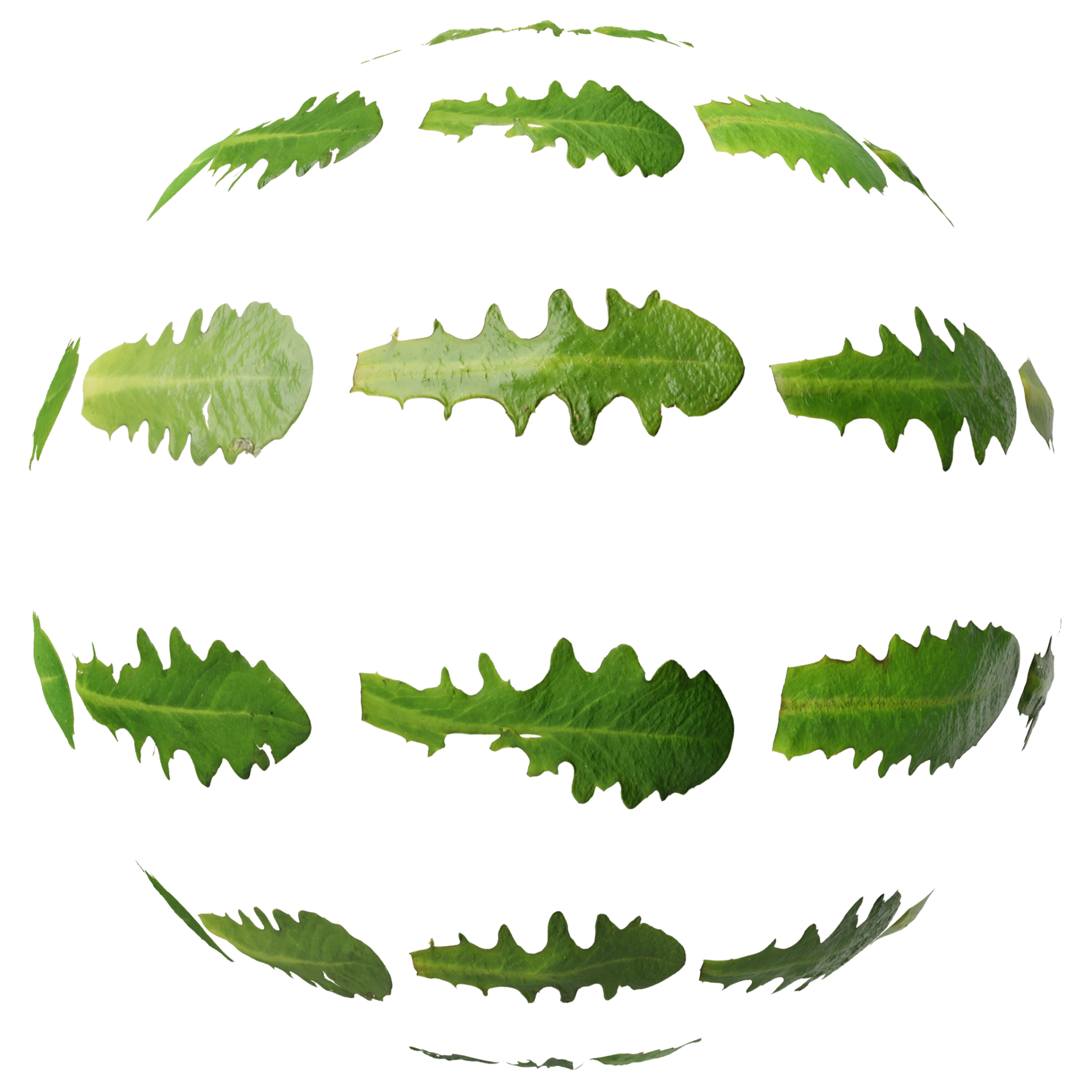 Leaf Set 026