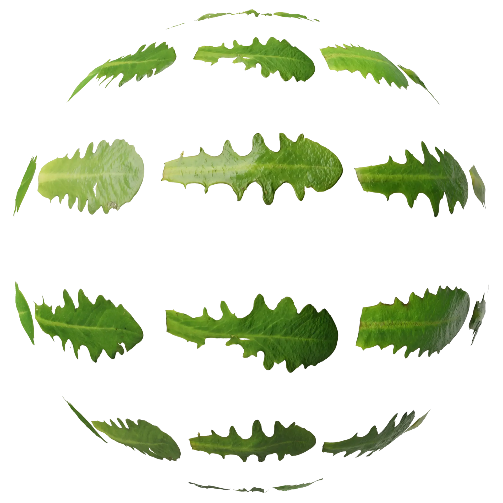Leaf Set 026