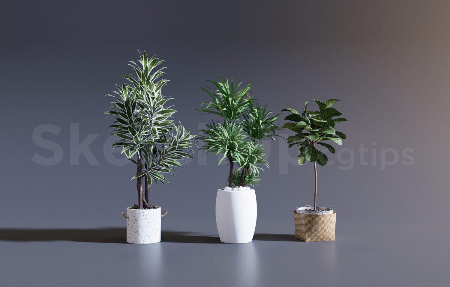 Plant
