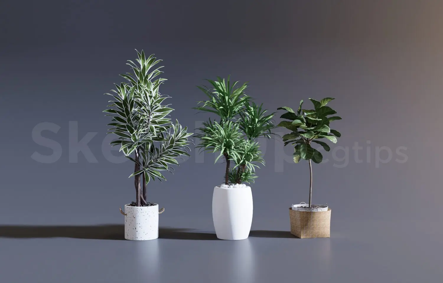Plant