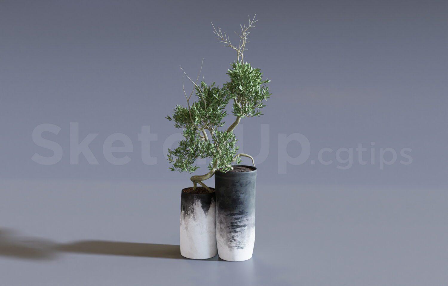 Plant