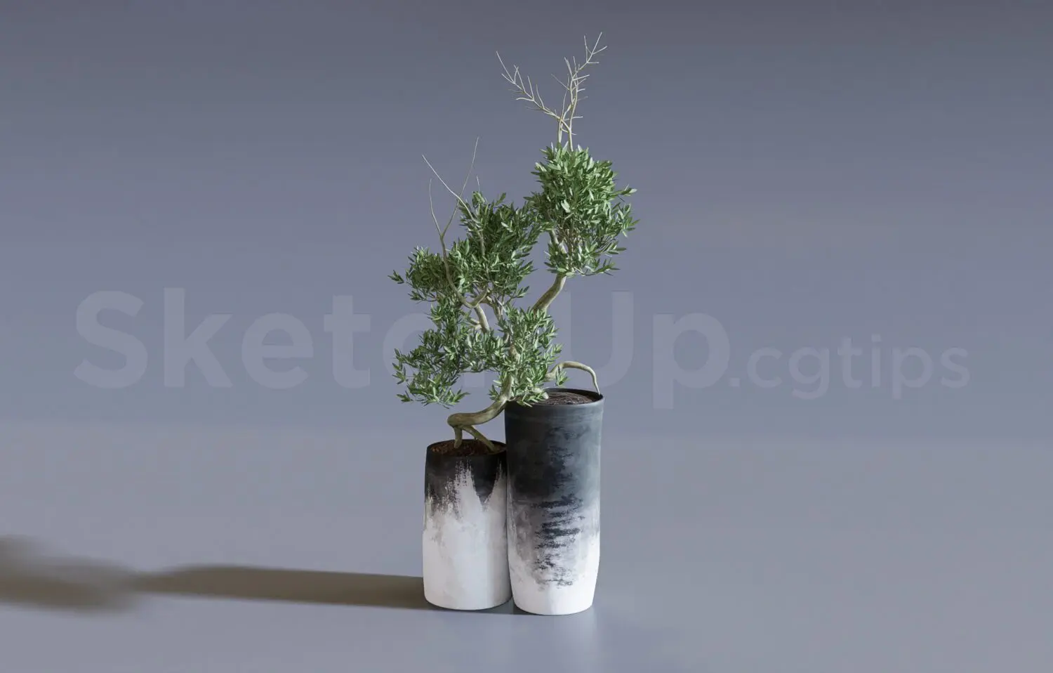 Plant
