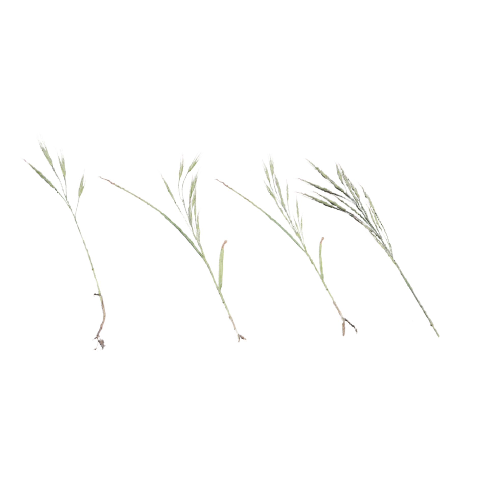 Foliage 003