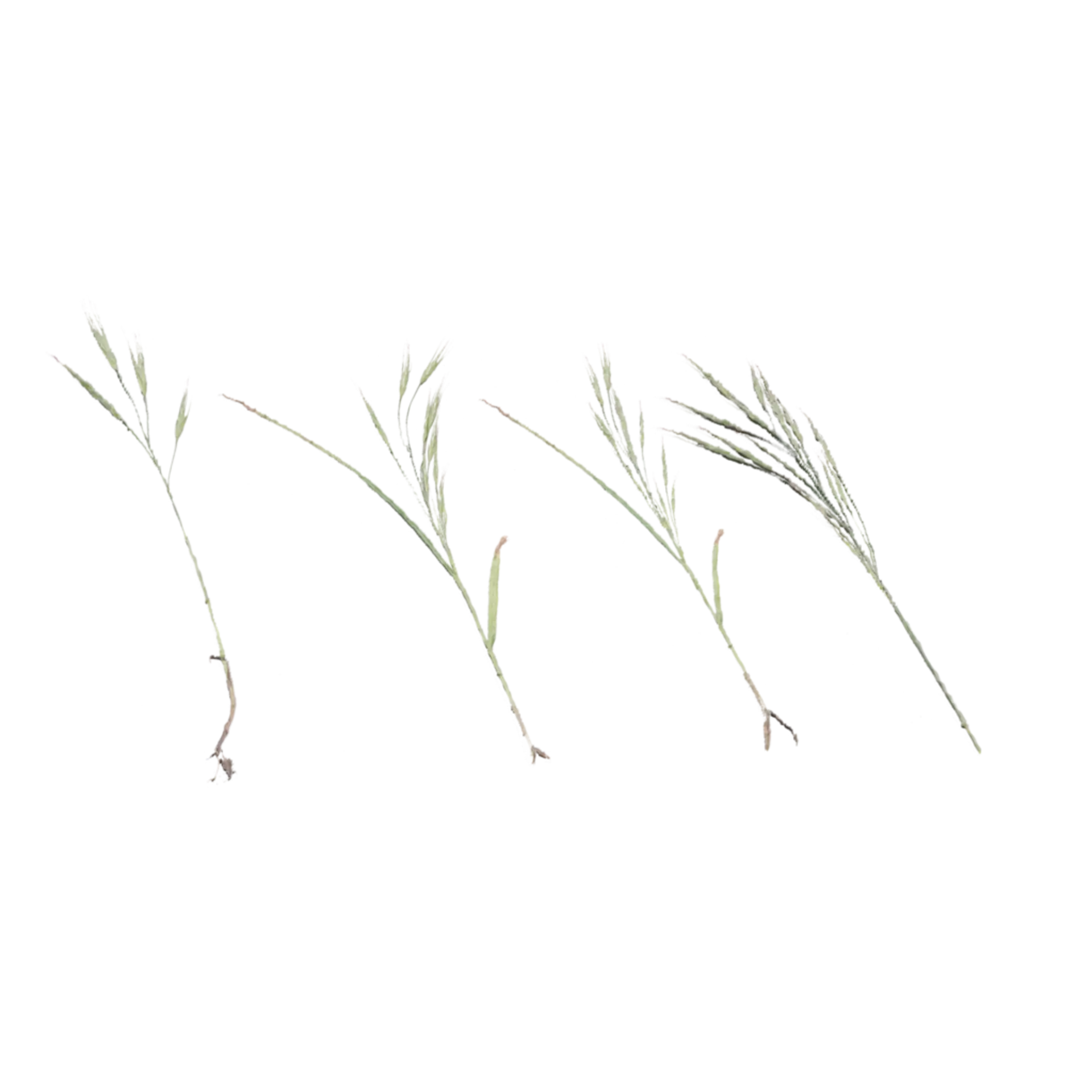 Foliage 003