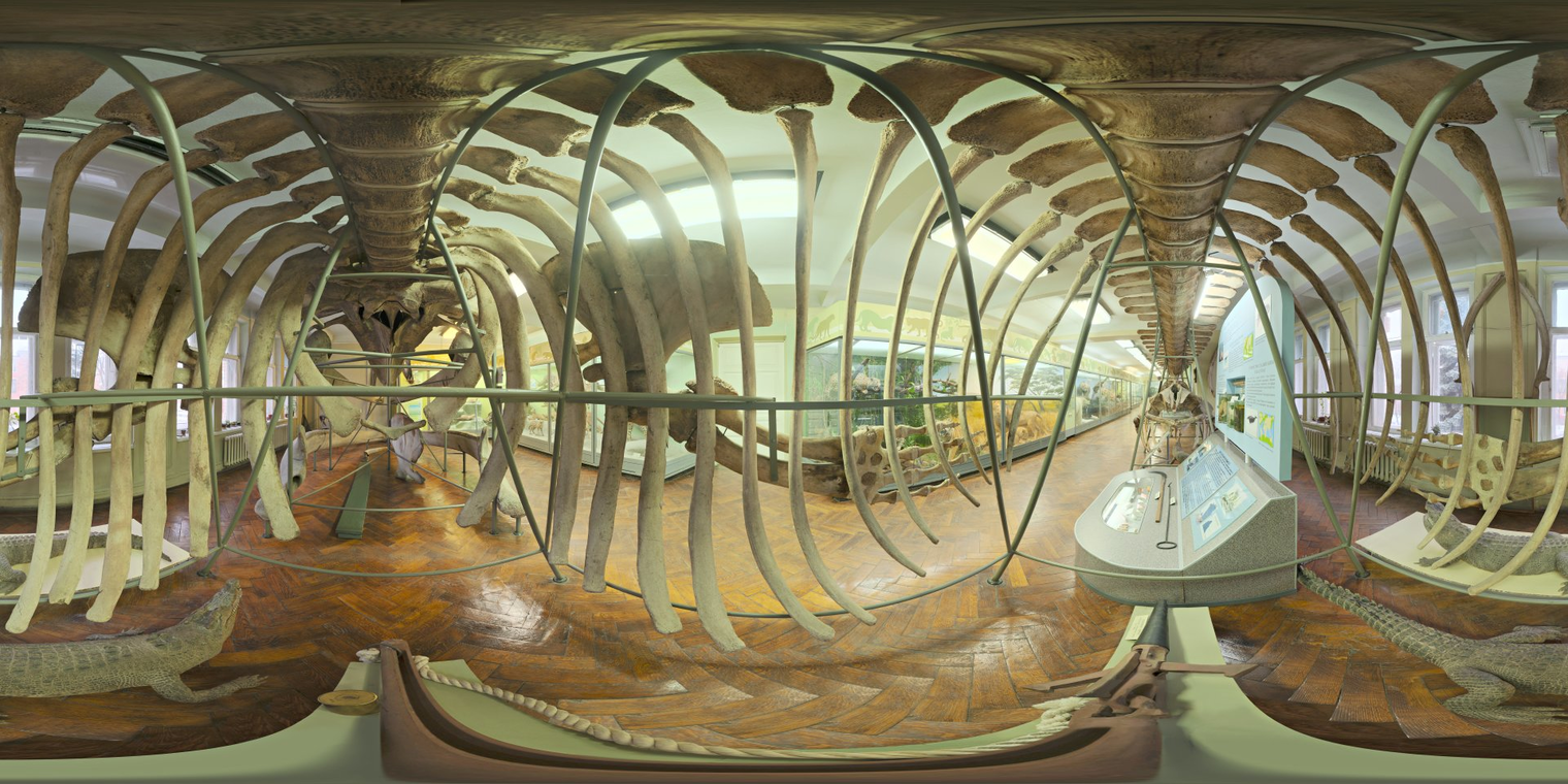 Whale Skeleton