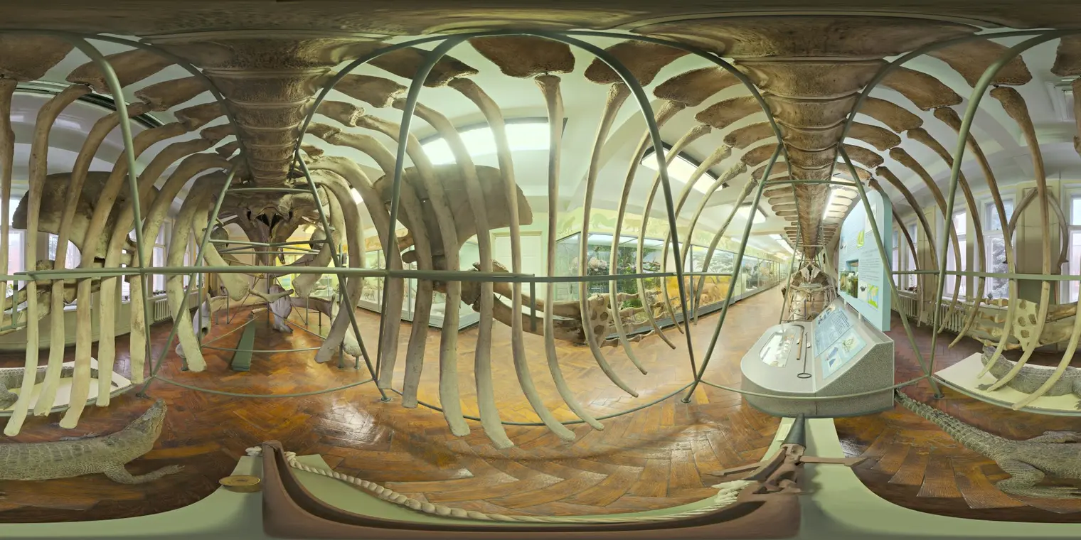 Whale Skeleton — preview 1, by Oliksiy Yakovlyev (Poly Haven, CC0)