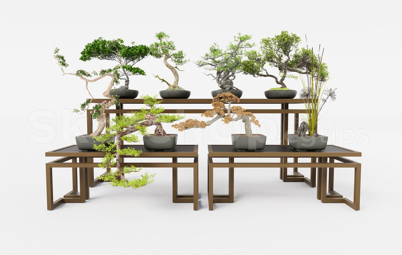 BonSai Tree