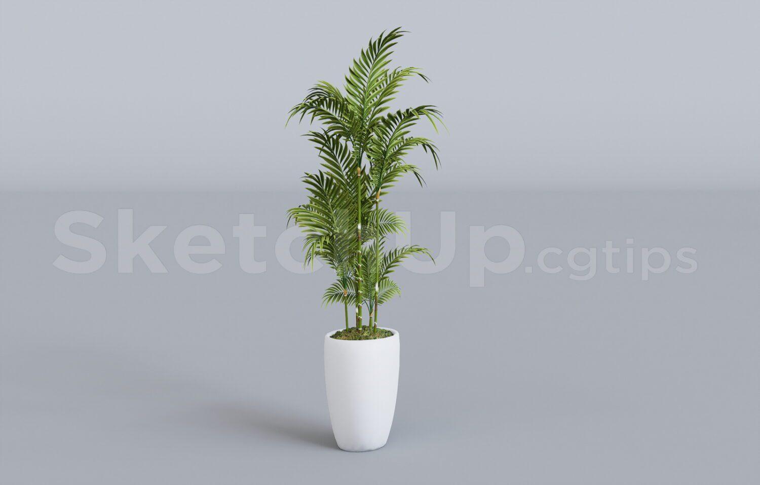 Plant