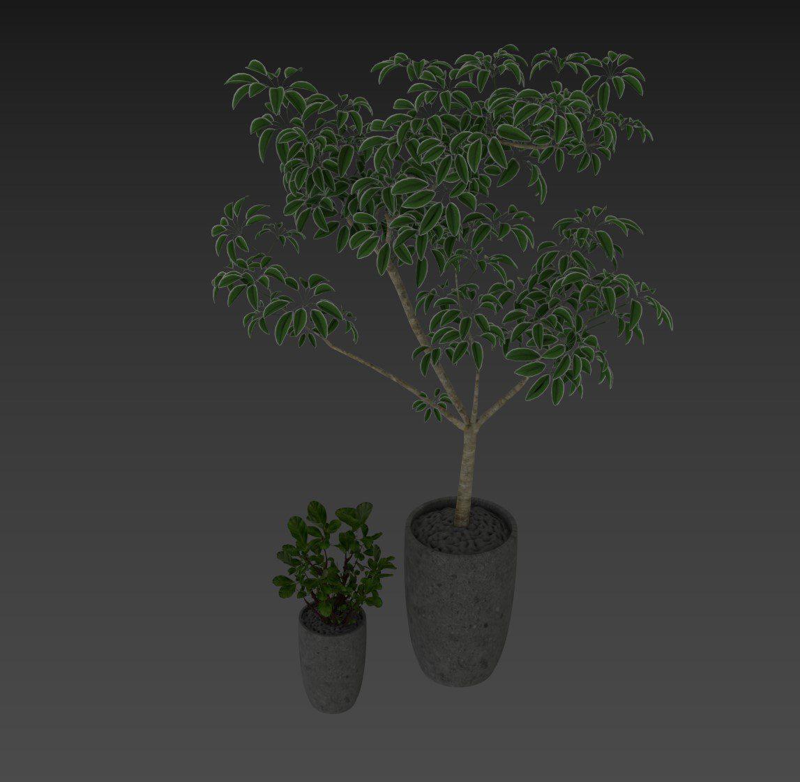 Plant