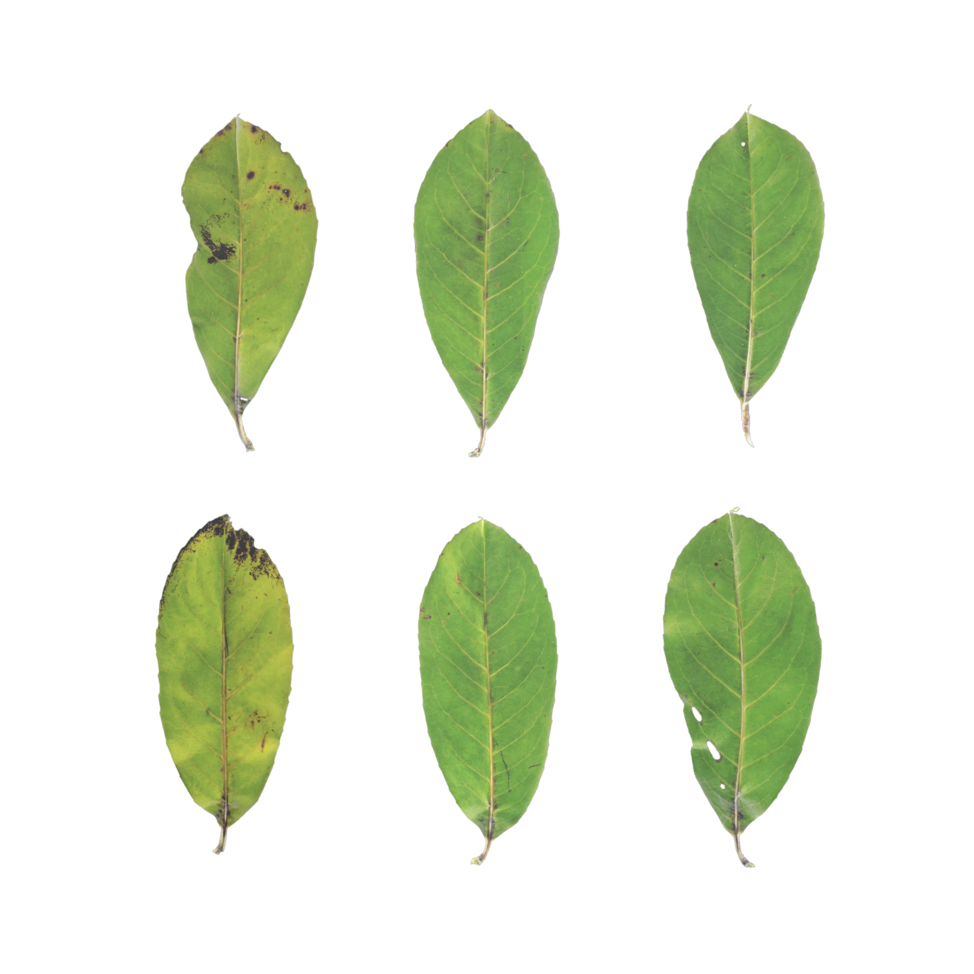 Leaf Set 022