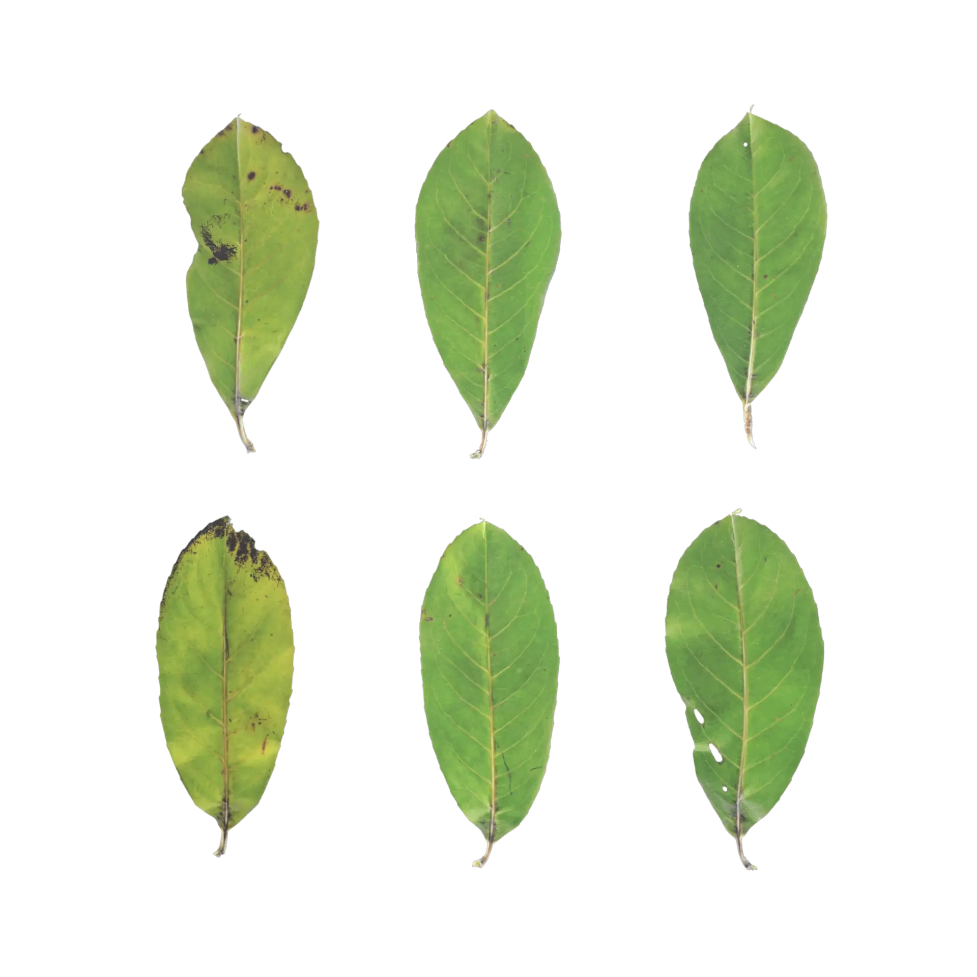 Leaf Set 022
