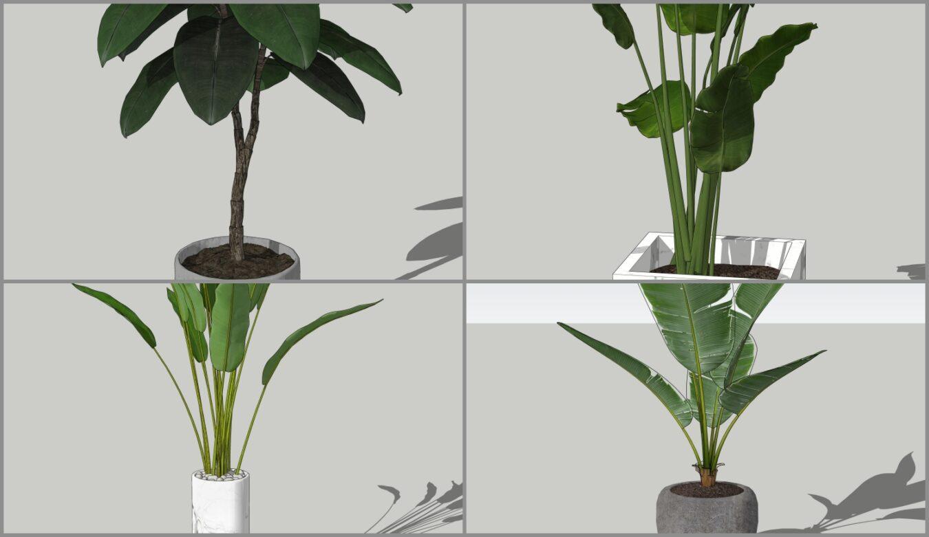 Plant