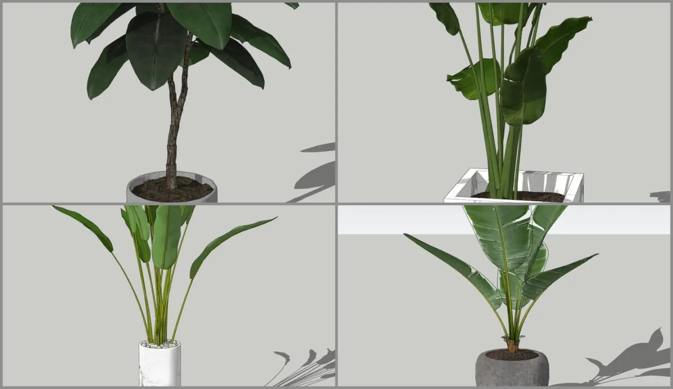 Plant