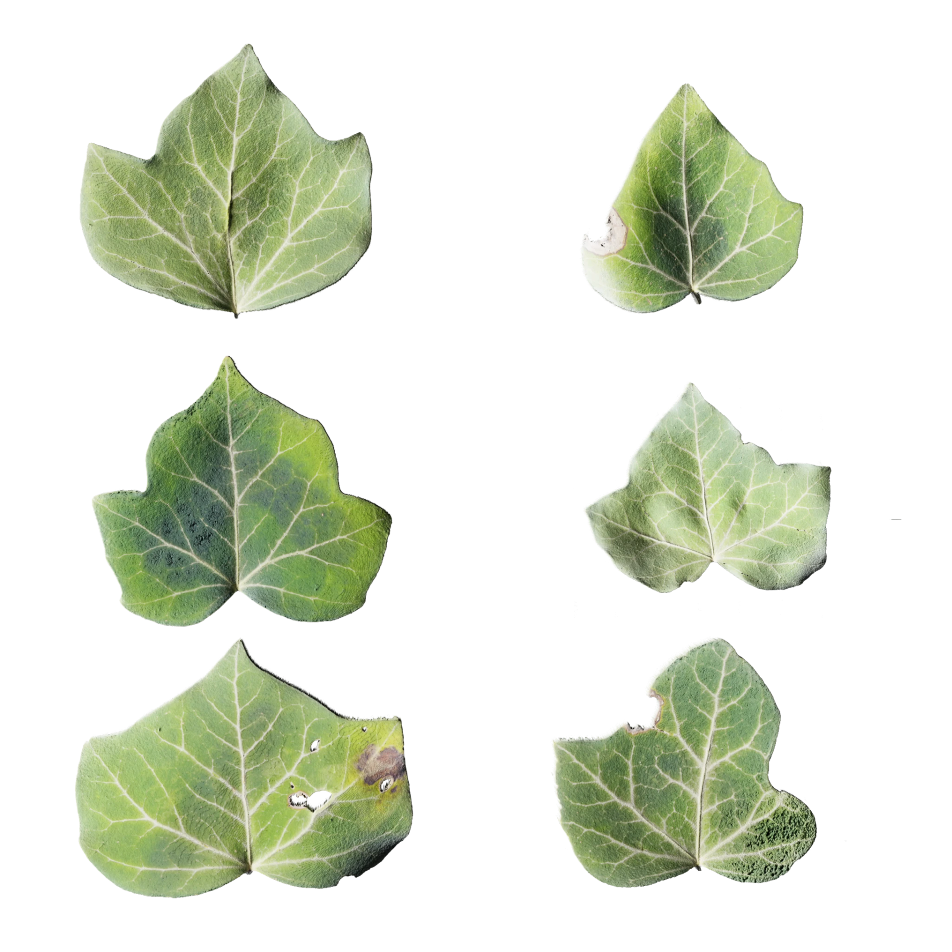 Leaf Set 017