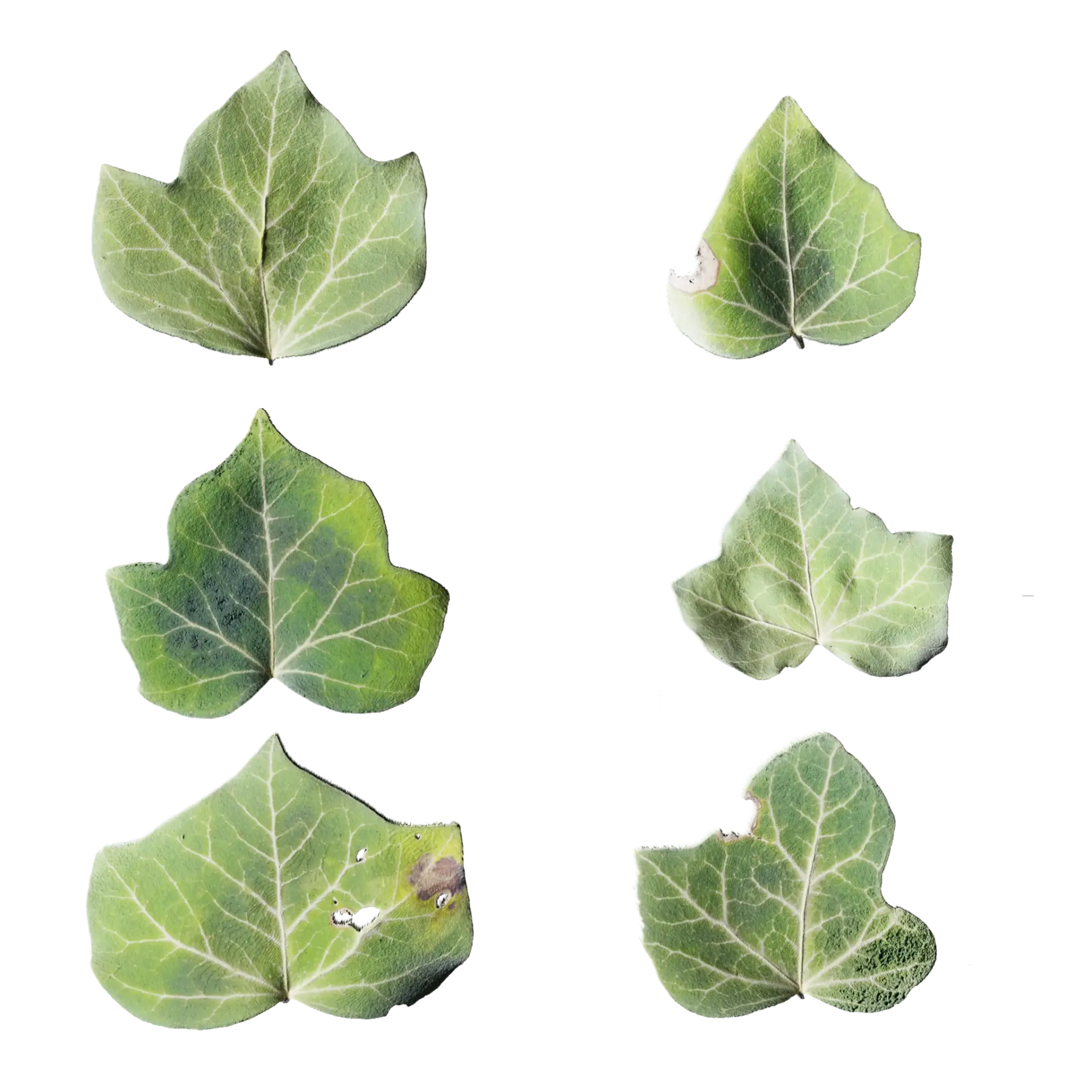 Leaf Set 017 — preview 1 (ambientCG, CC0)