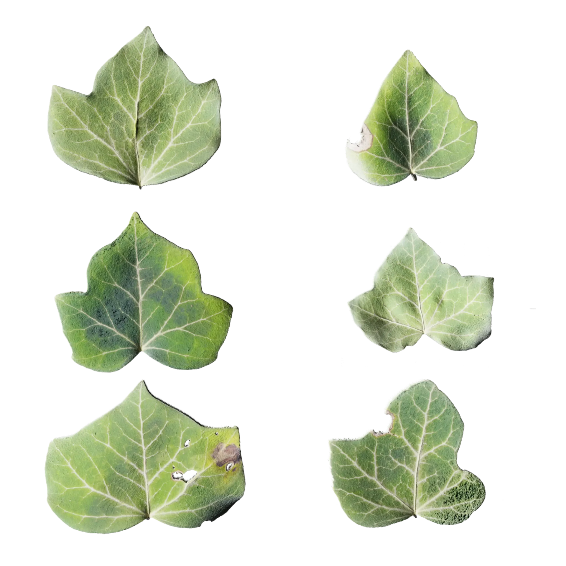 Leaf Set 017