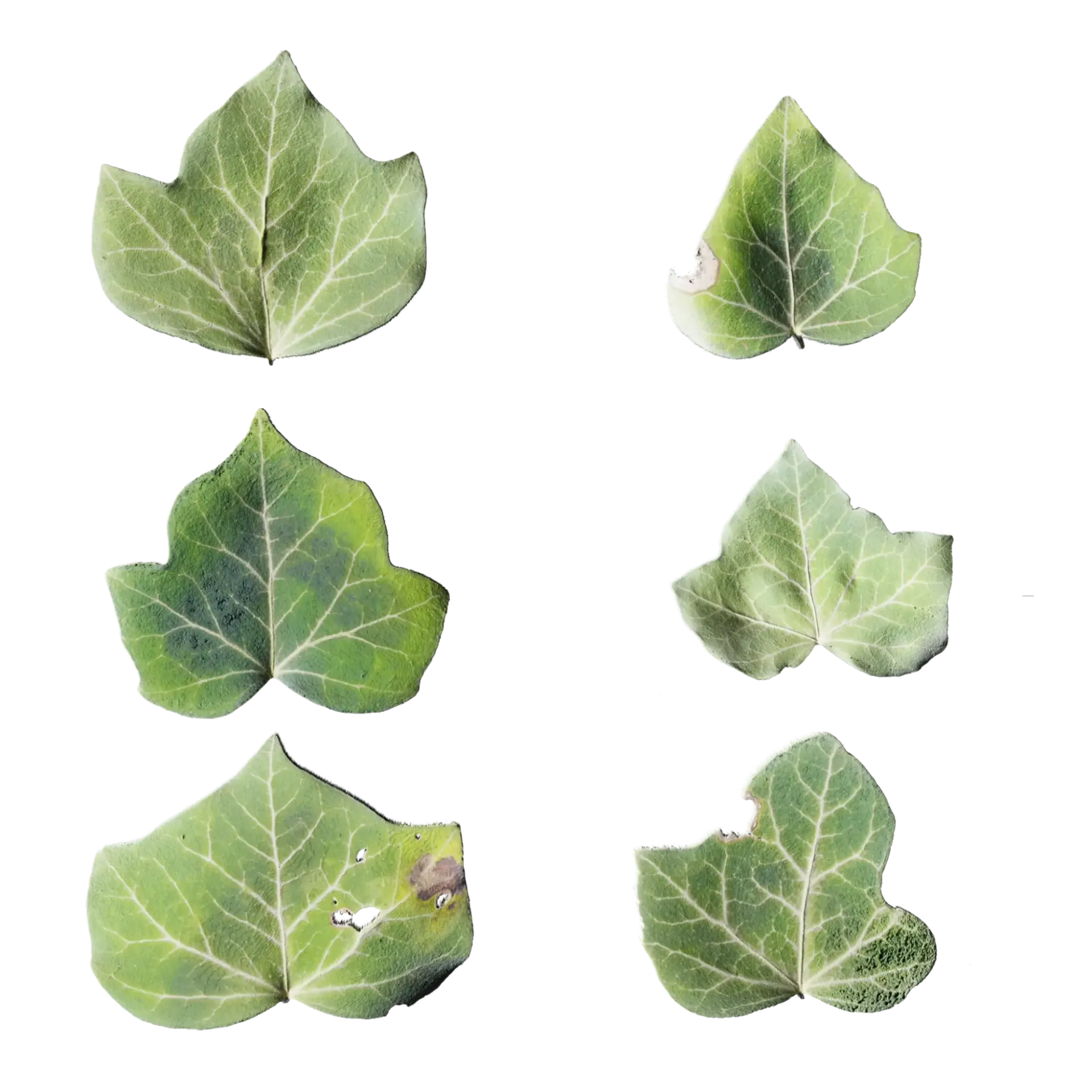 Leaf Set 017