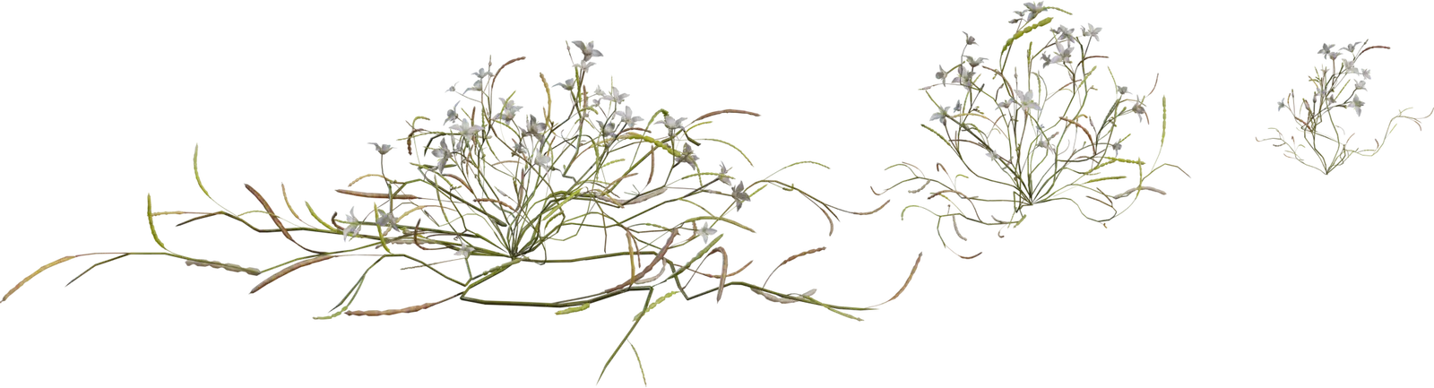 Flower Heliophila