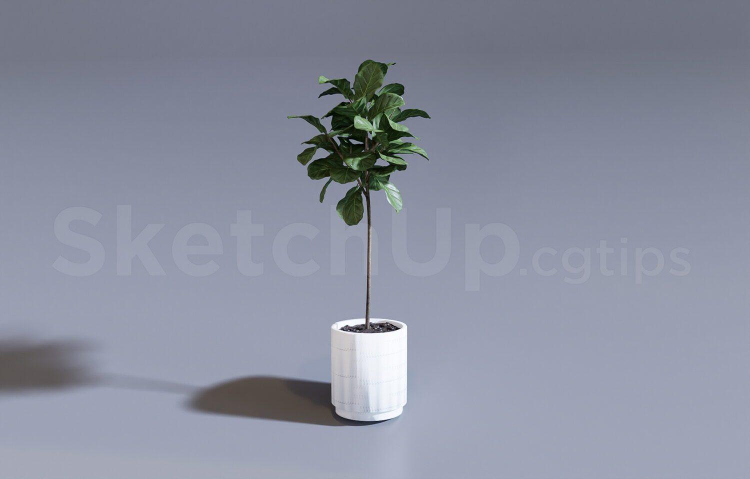 Plant
