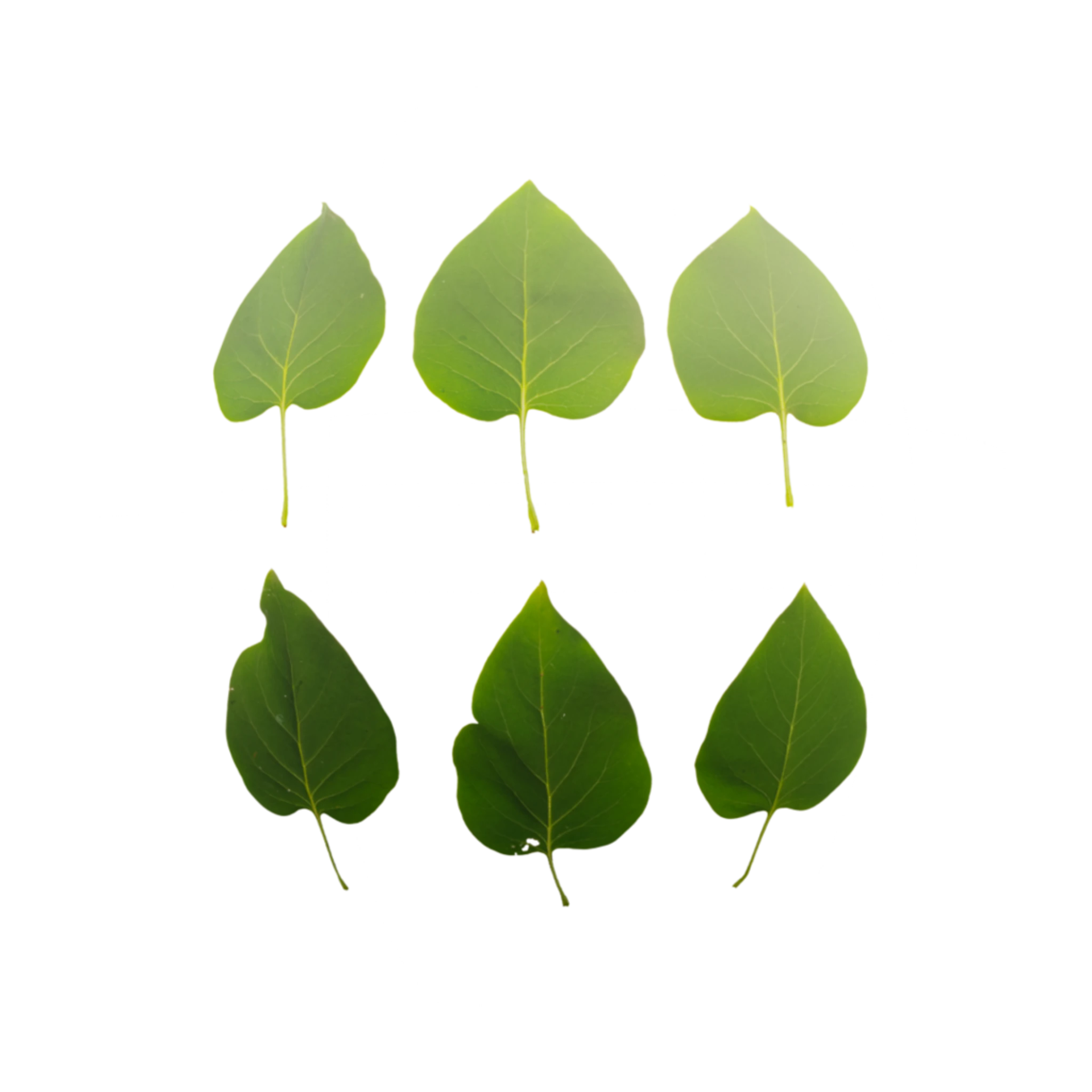 Leaf Set 004