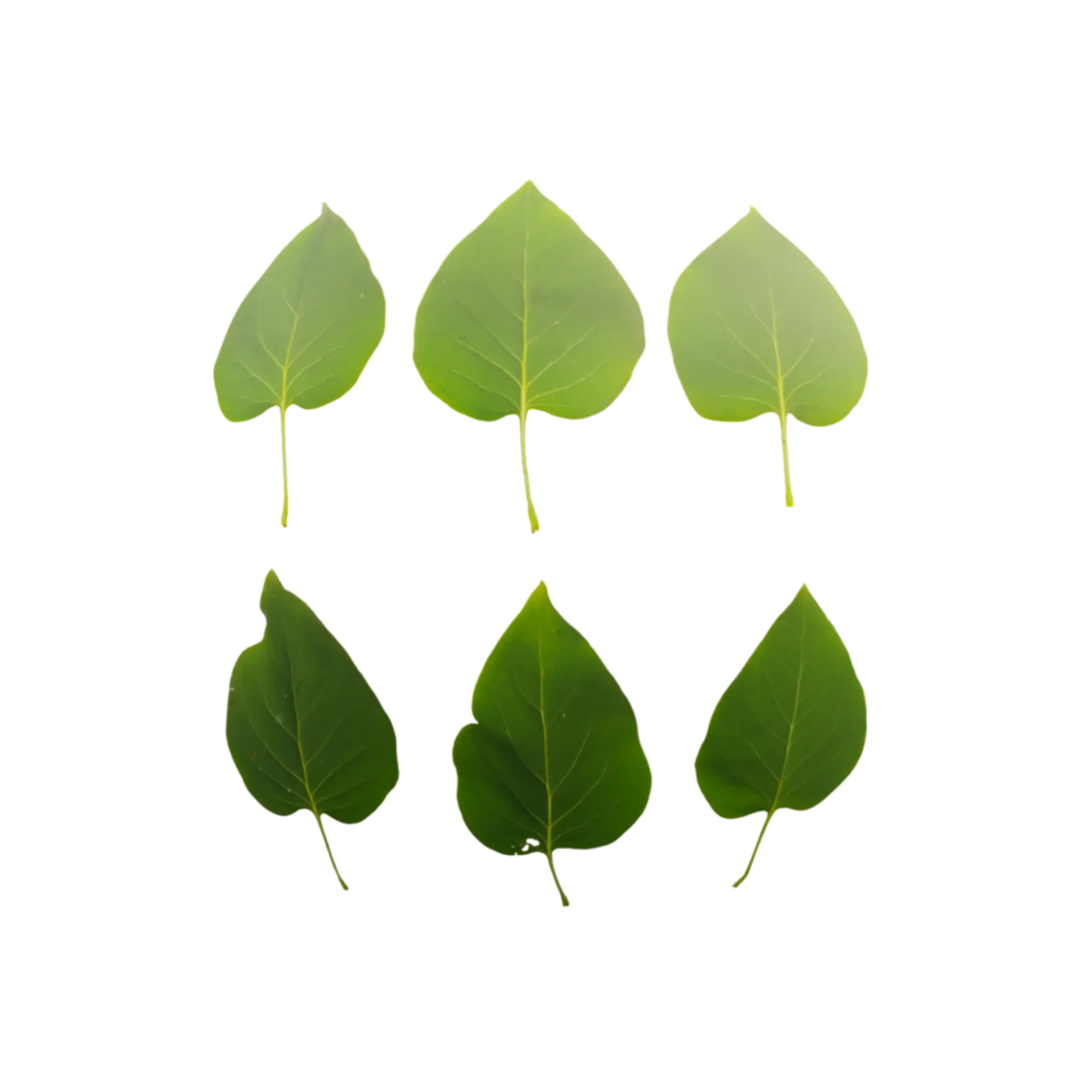 Leaf Set 004