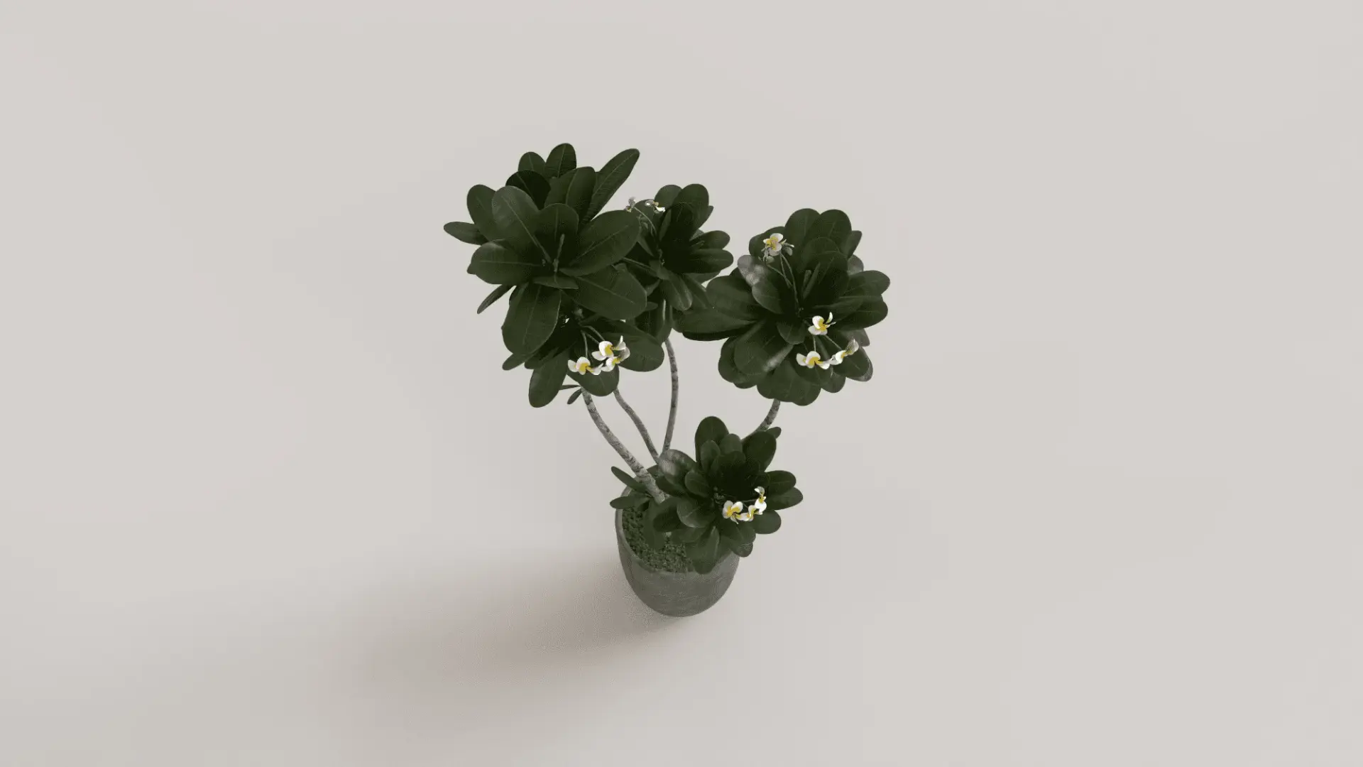 Plant