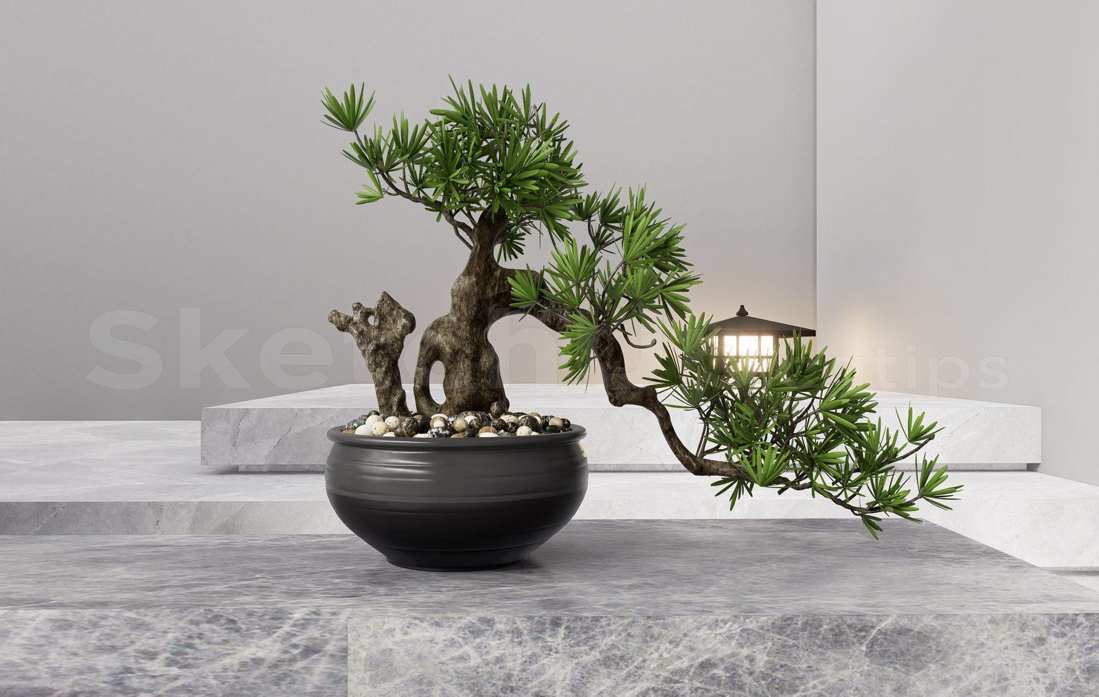 BonSai Tree