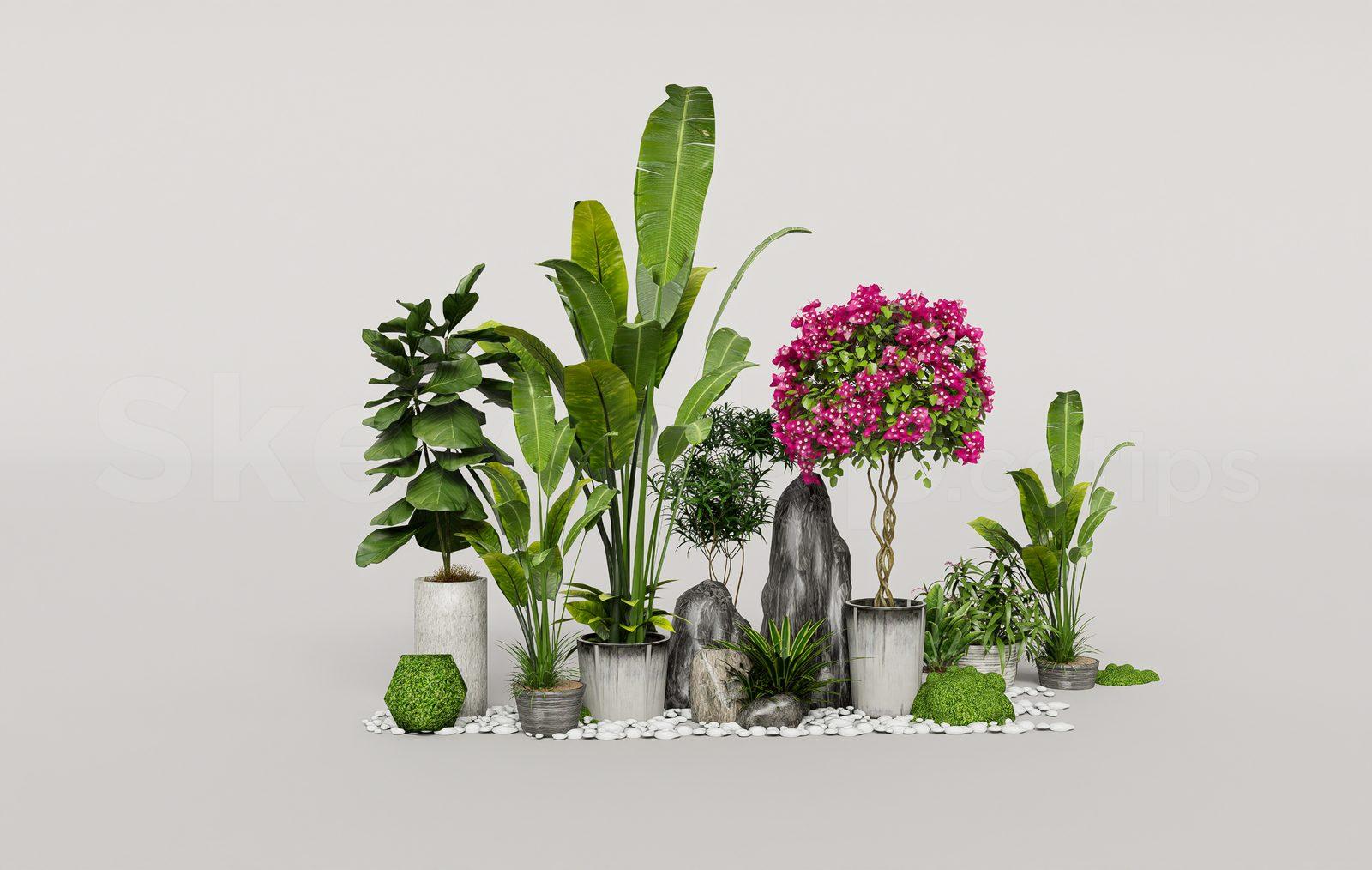 Plant