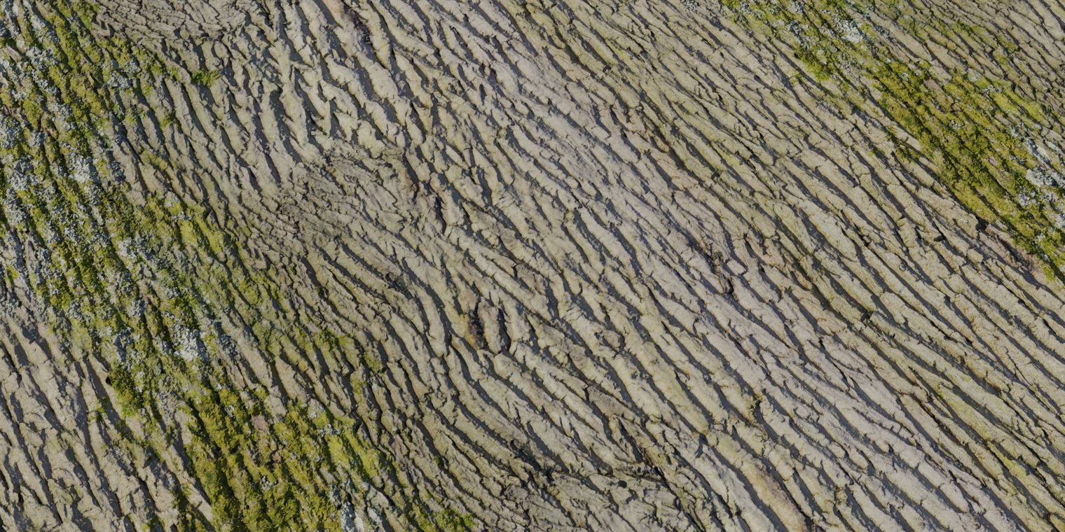 Tree Bark 3