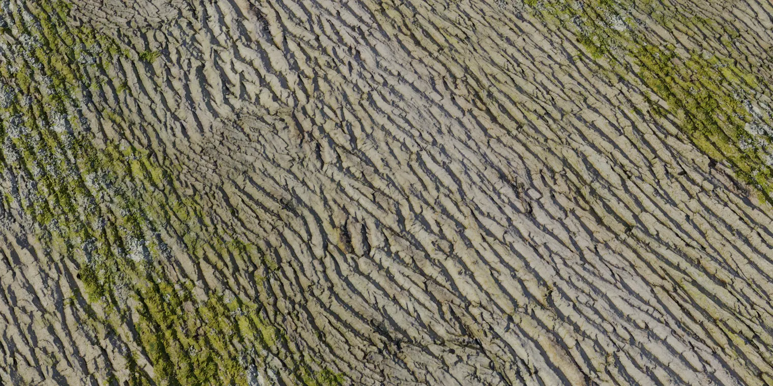 Tree Bark 3