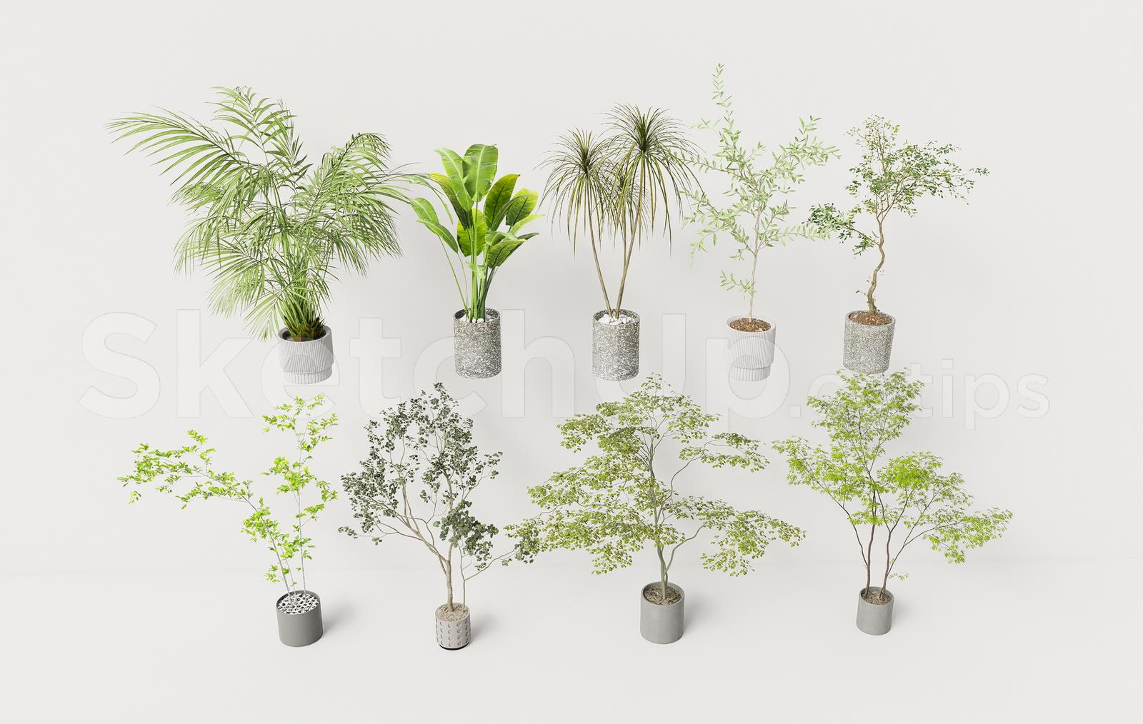 Modern Potted Plants and Indoor Trees